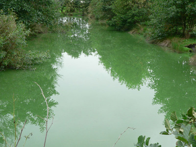 blue green algae pool